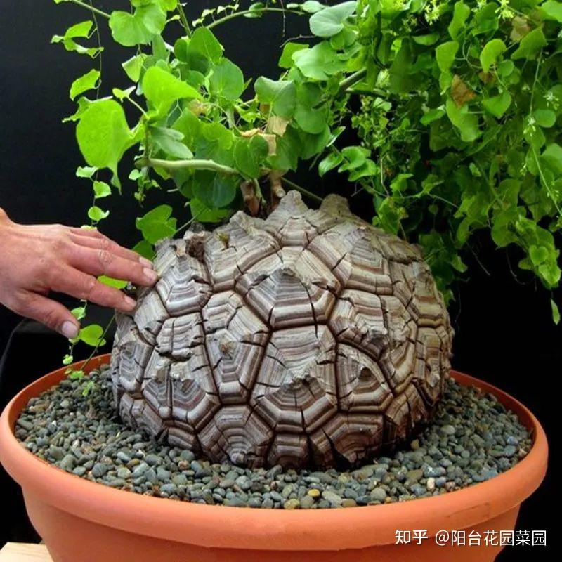个性的“龟甲龙”，别嫌难看，养在家里能活一百年，威武又霸气 - 知乎