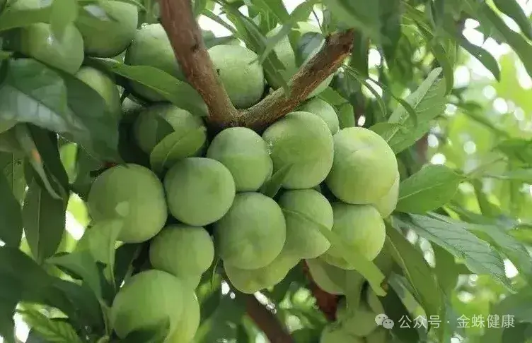 “李子树下埋死人”吃李子真的对身体有害吗? - 知乎