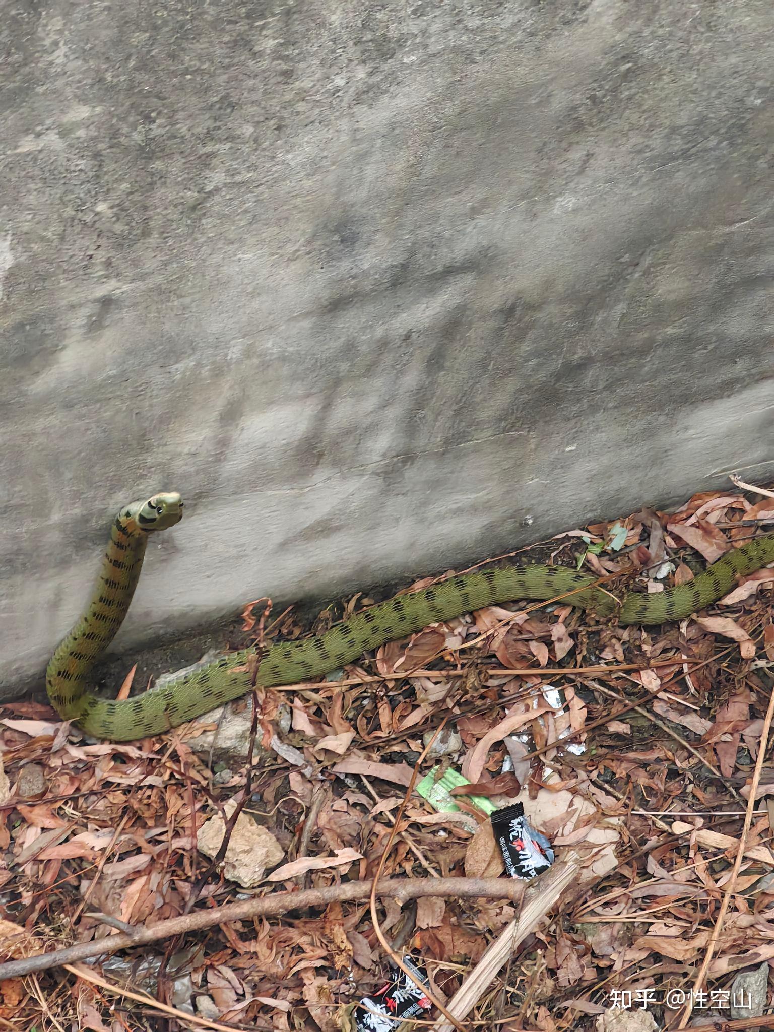 眼镜蛇图片?是什么蛇?