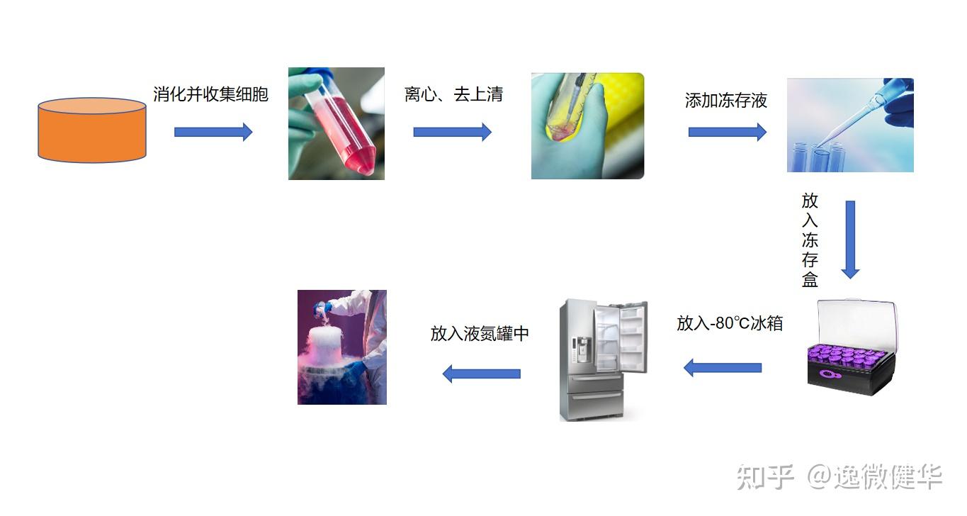 细胞培养的操作步骤、细胞系的作用、操作环境以及细节污染问题等最全讲解 - 知乎