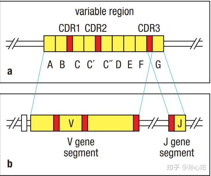 Chapt5: 淋巴细胞抗原受体的生成（一）免疫球蛋白基因重排 - 知乎