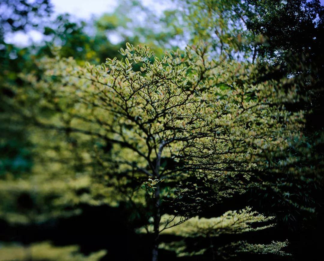 如何评价郑中基的摄影水平?-郑中基的摄影