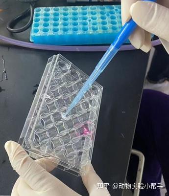 干货分享 | 超级清晰的免疫荧光实验流程 - 知乎