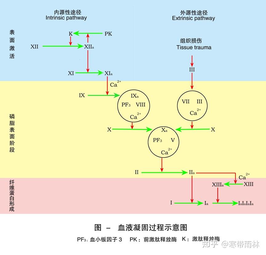 临床小白5:实用凝血过程详解(补充:凝血功能八项解读) - 知乎