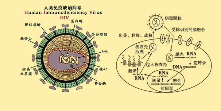 艾滋病的发病机制图解图片