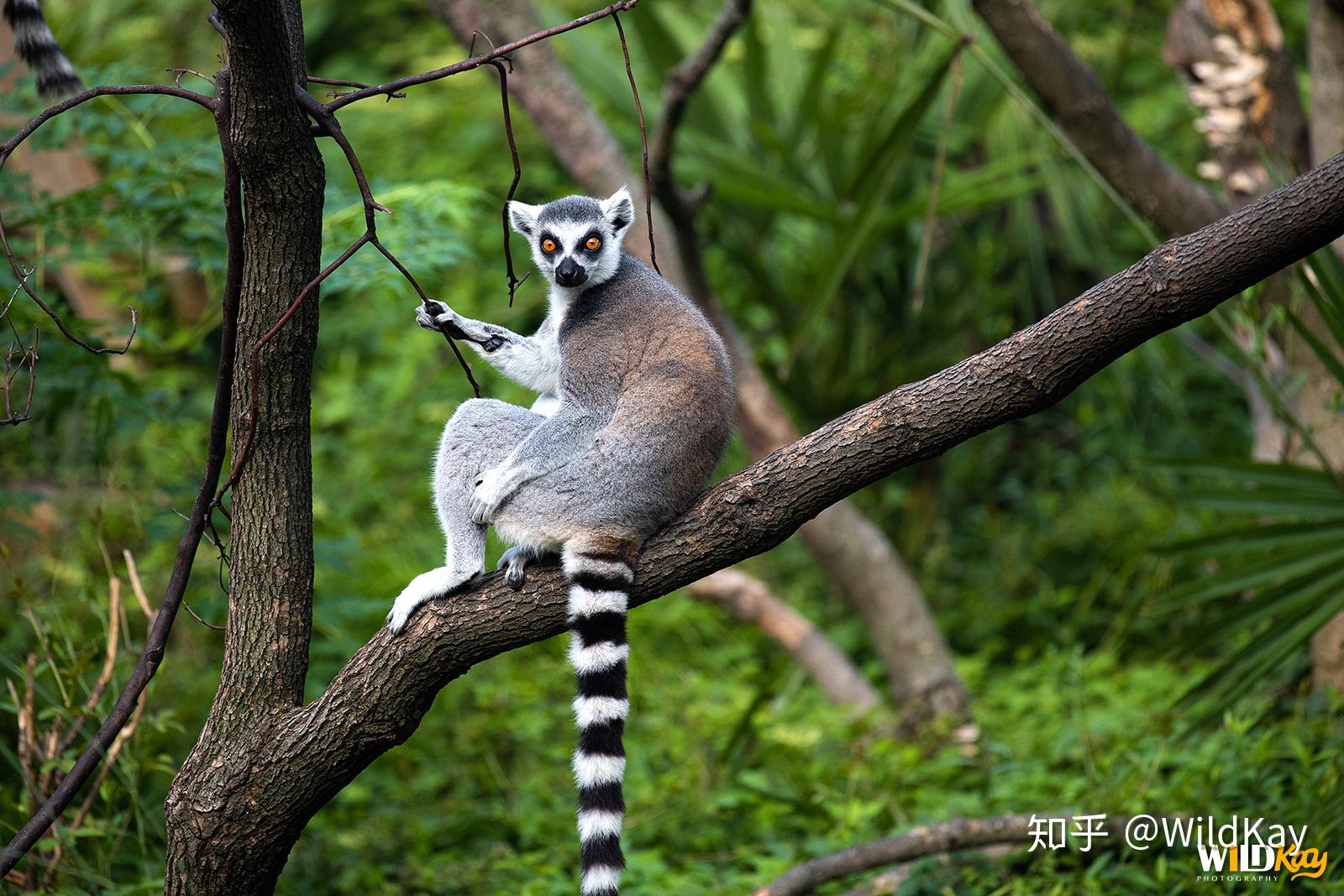 如何看待南京红山动物园园长我等了三个多月还没有多少人来报复我动物