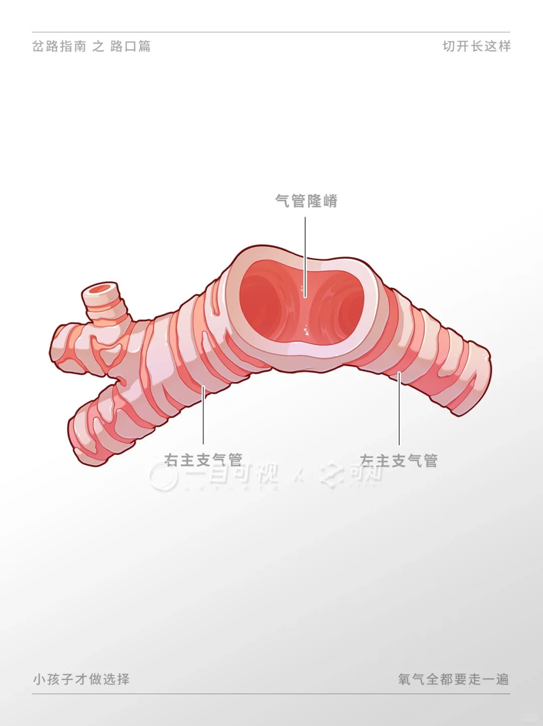 解剖笔记之气管的构造 - 知乎