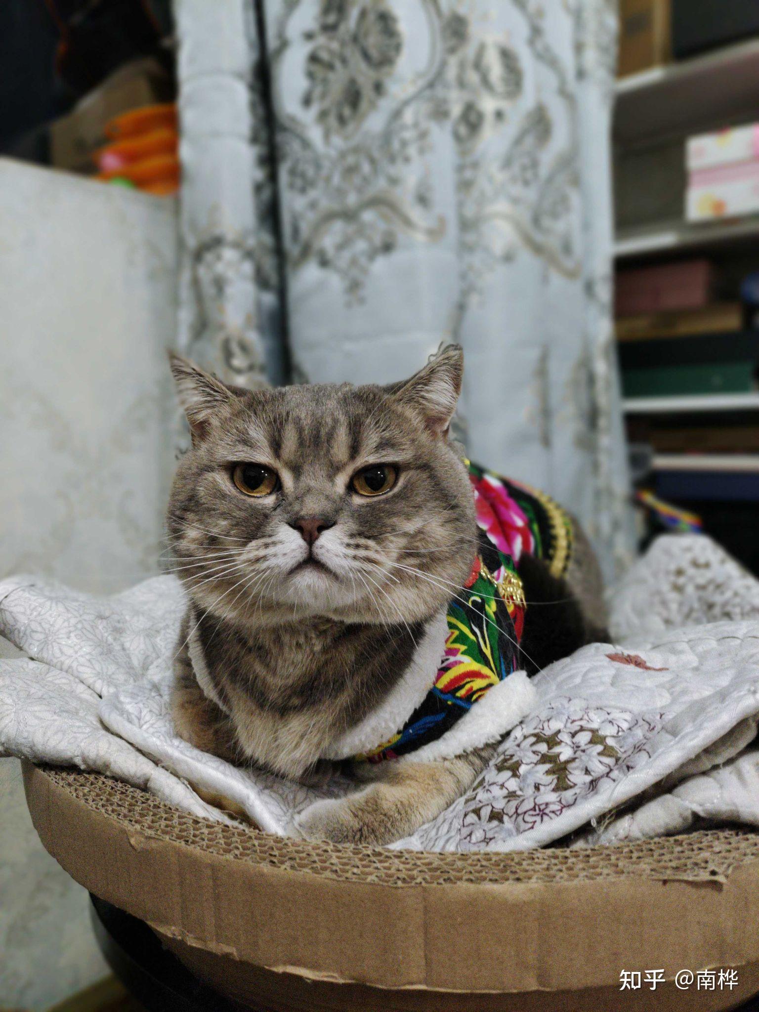 能不能分享一些猫猫的照片和有趣的猫咪小日常?