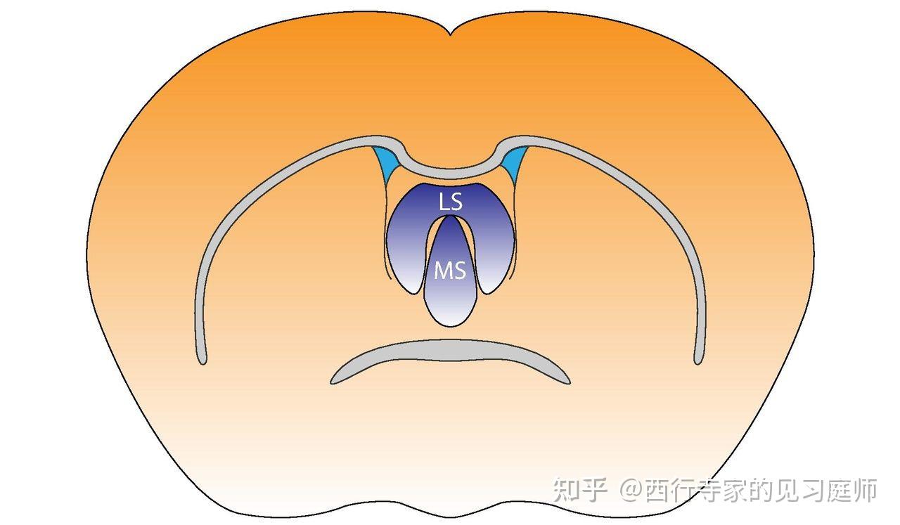 ventralanddorsallateralseptum中文啥意思