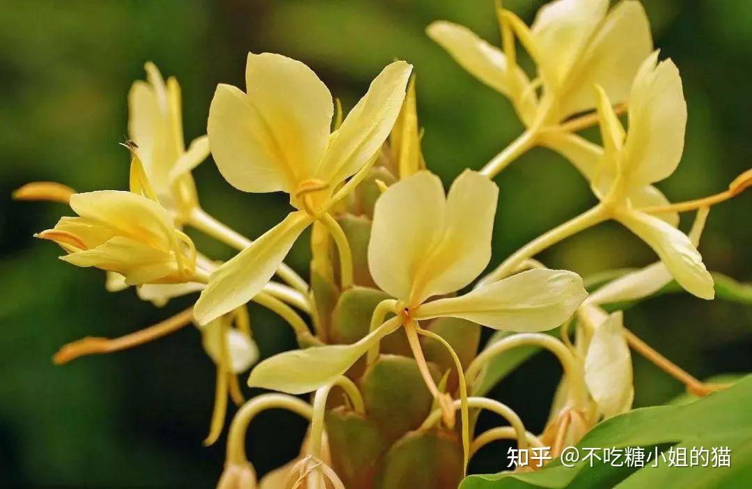 真正的佛系植物，五树六花，是指哪“五树”？哪“六花”？ - 知乎