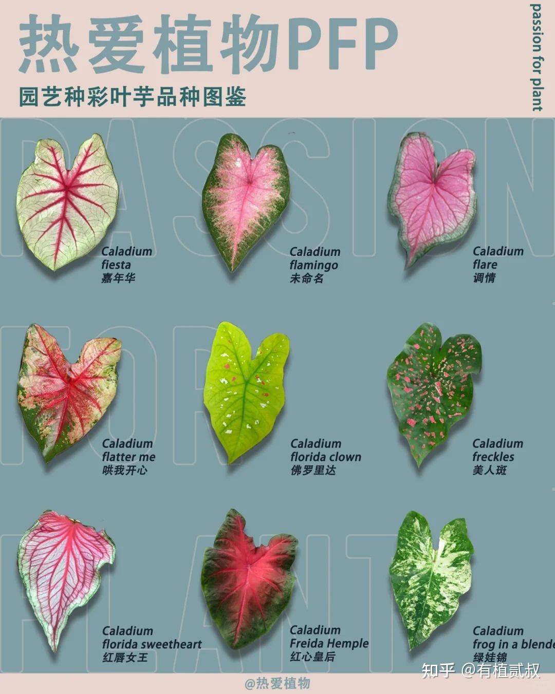 122品种 全彩叶芋属图鉴