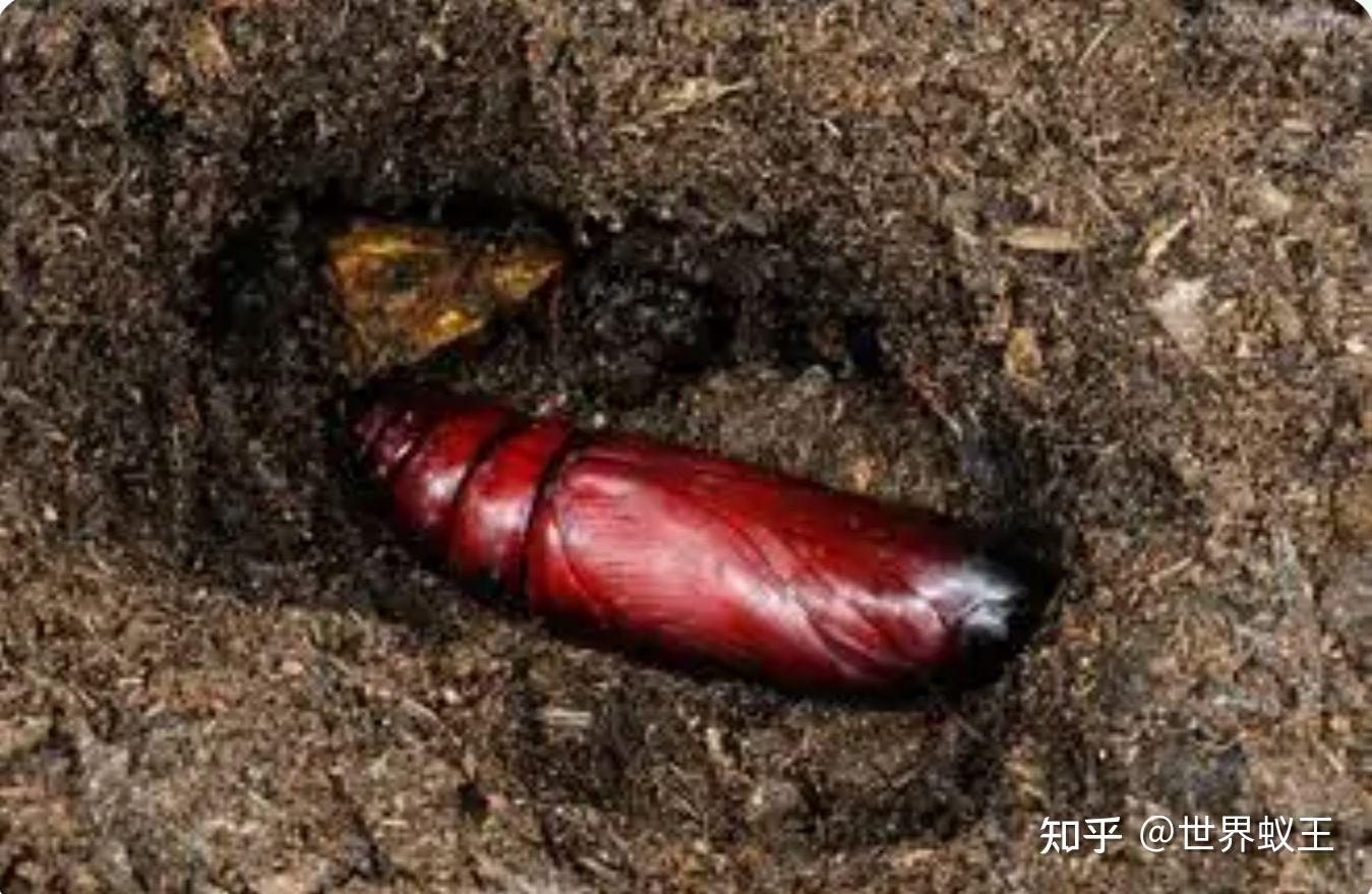 请问大佬们,这是什么的蛹?