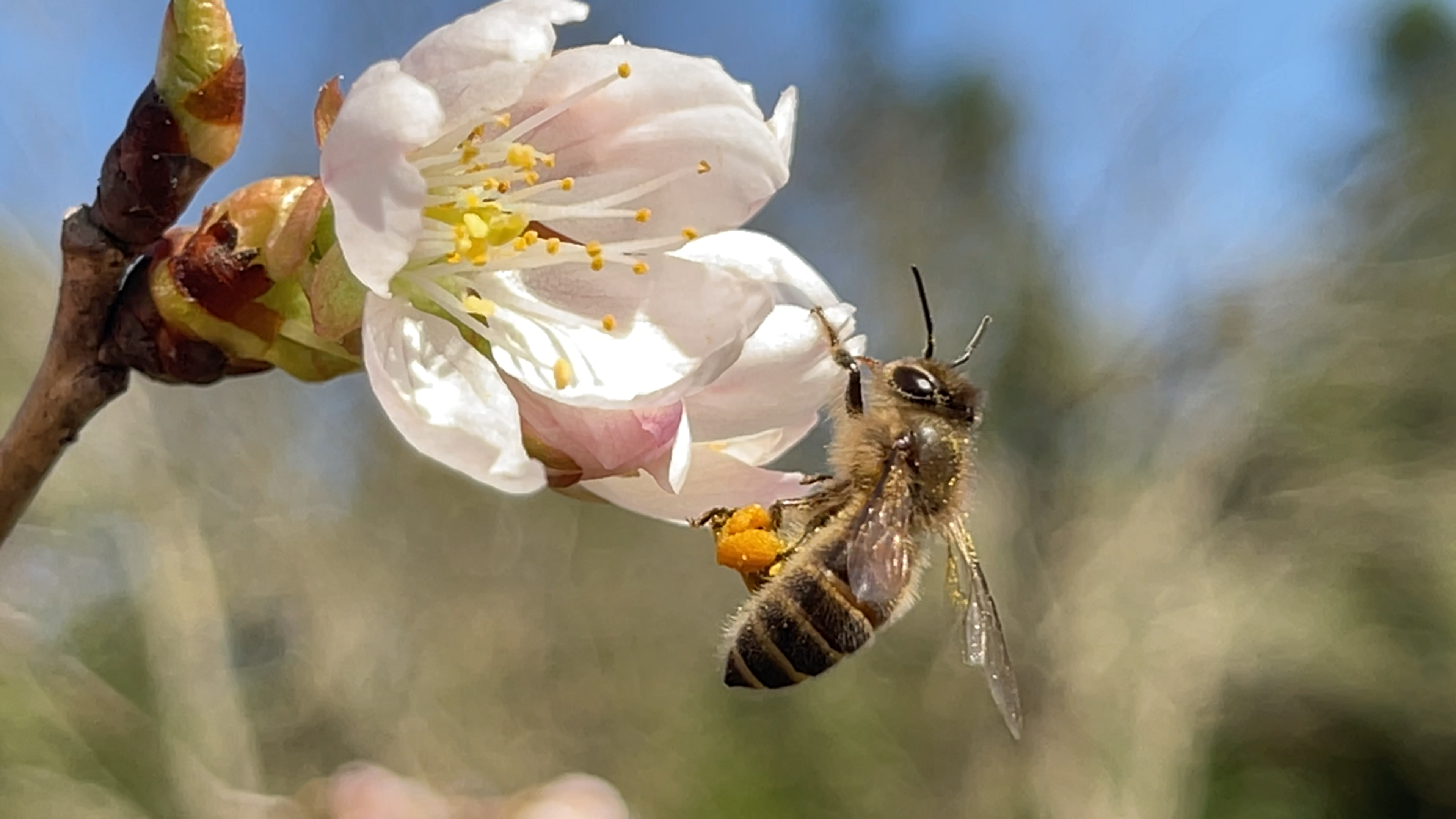 看看蜜蜂采蜜过程 - 知乎