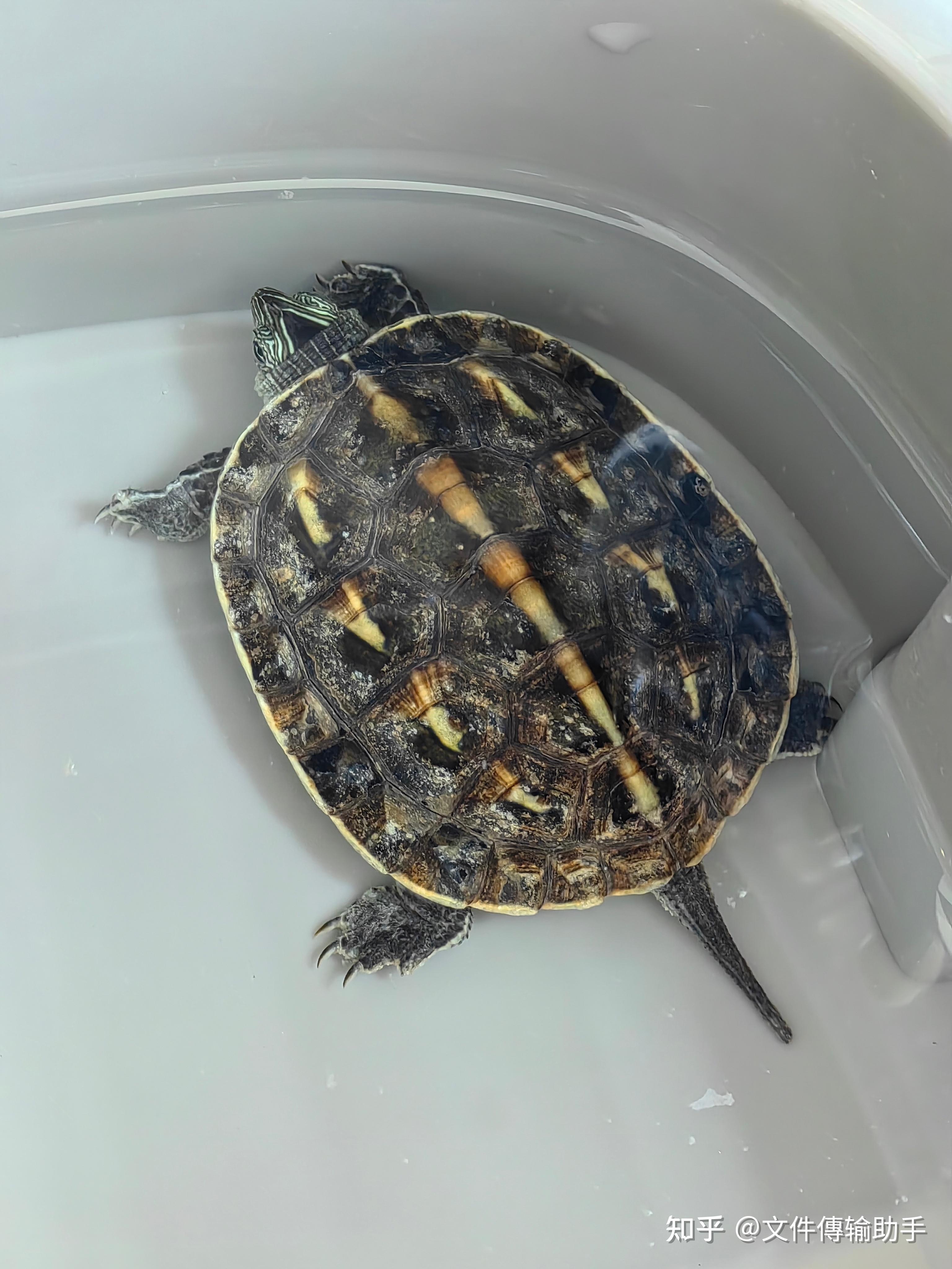 乌龟背上是什么?