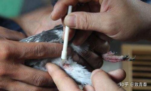 赛鸽鸽痘的病症与治疗 接种疫苗最重要 - 知乎