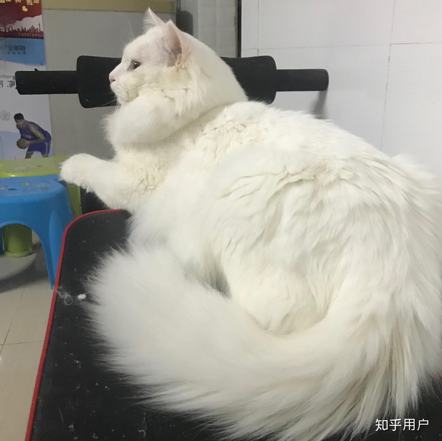 临清狮子猫好养吗