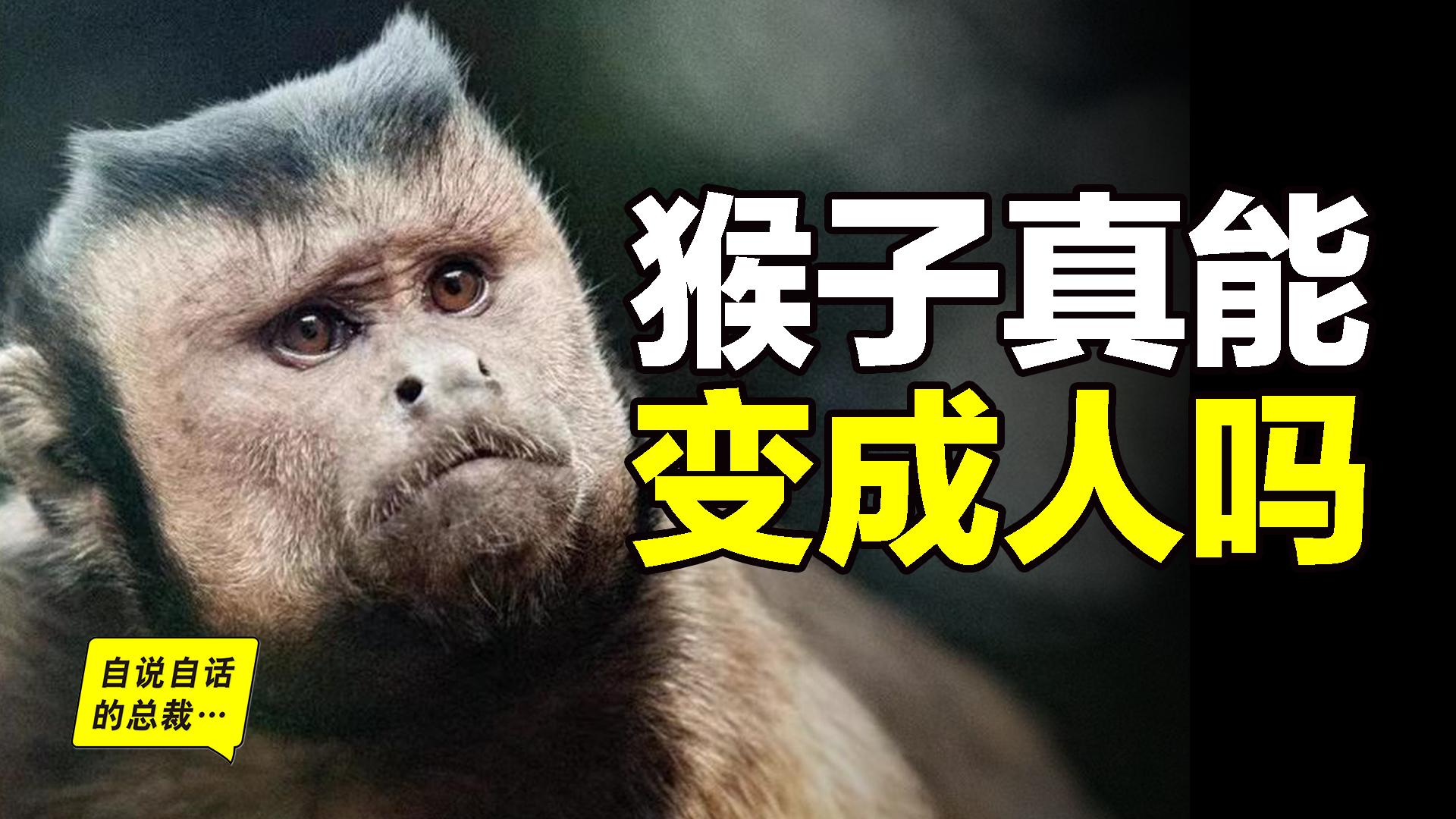 猴子真的能变成人吗我们以五段故事开头一面镜子结尾