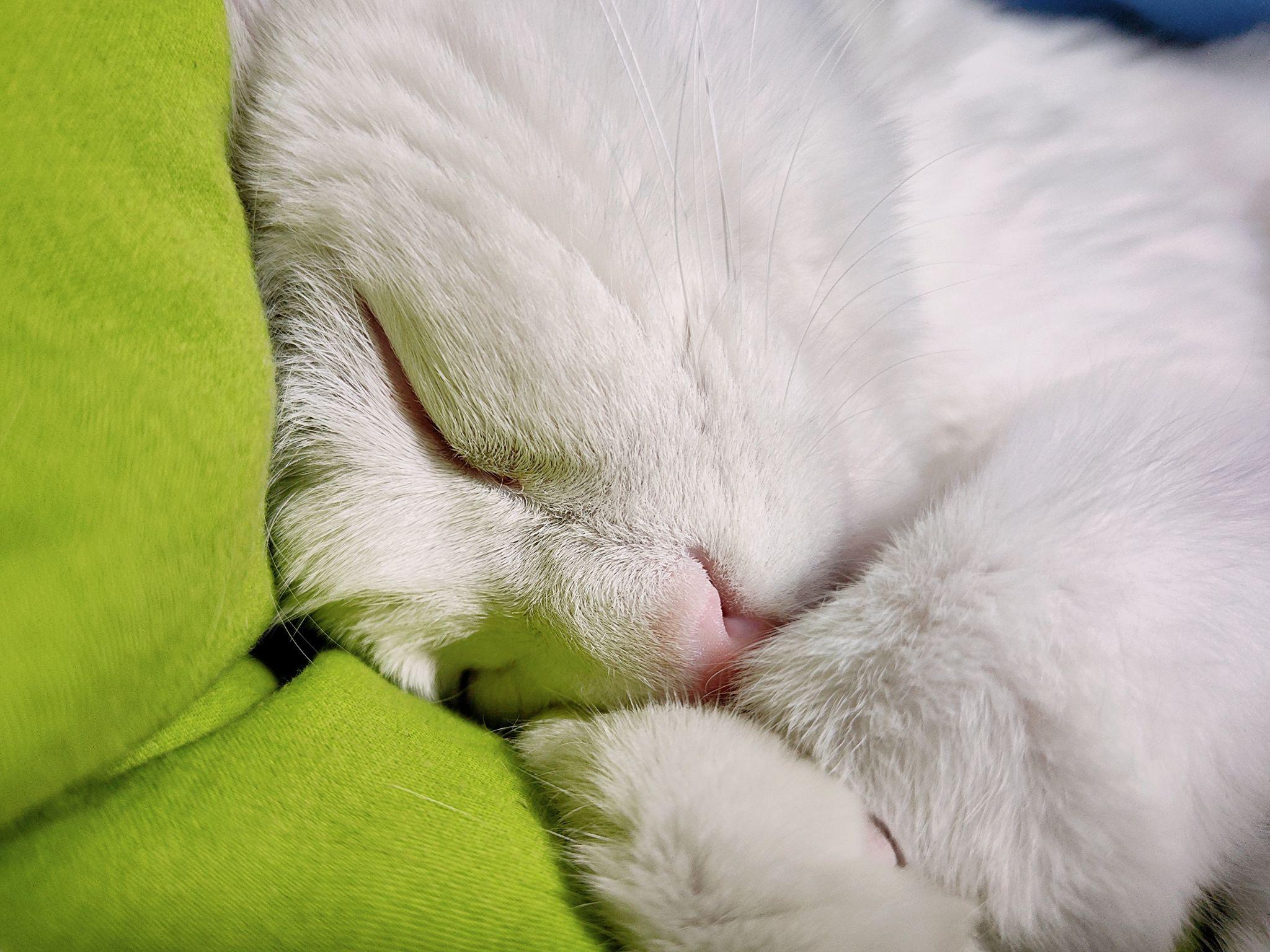 可以放一张猫猫睡懒觉的照片吗