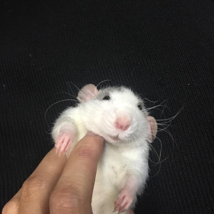 有养花枝鼠的吗应该怎么养花枝鼠呢