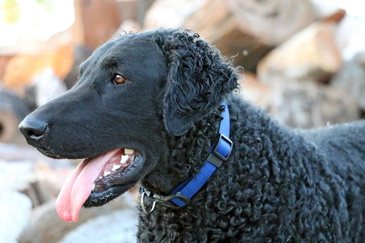 207个品种纯种犬介绍四(切萨皮克湾寻回犬和卷毛寻回犬)