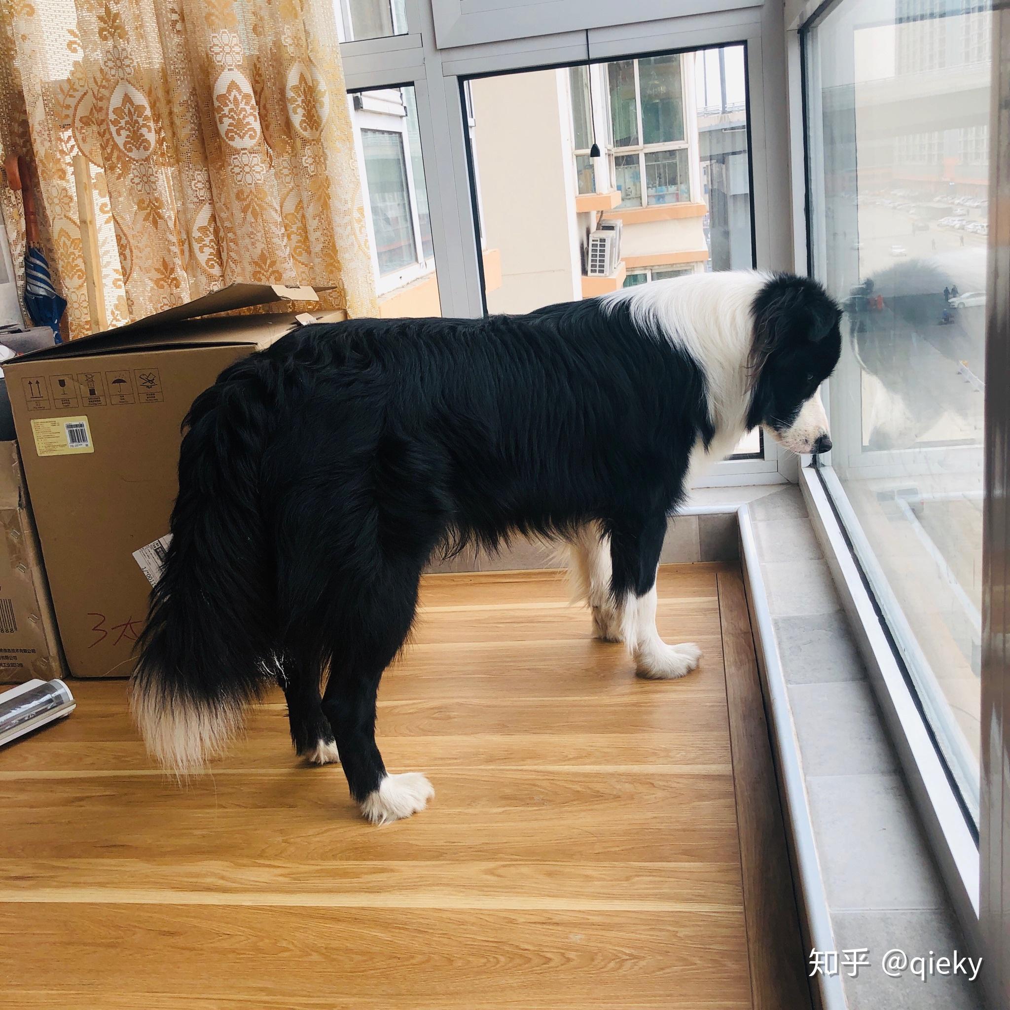 网上说边境牧羊犬尾巴不会翘起来,为什么我的这么翘?