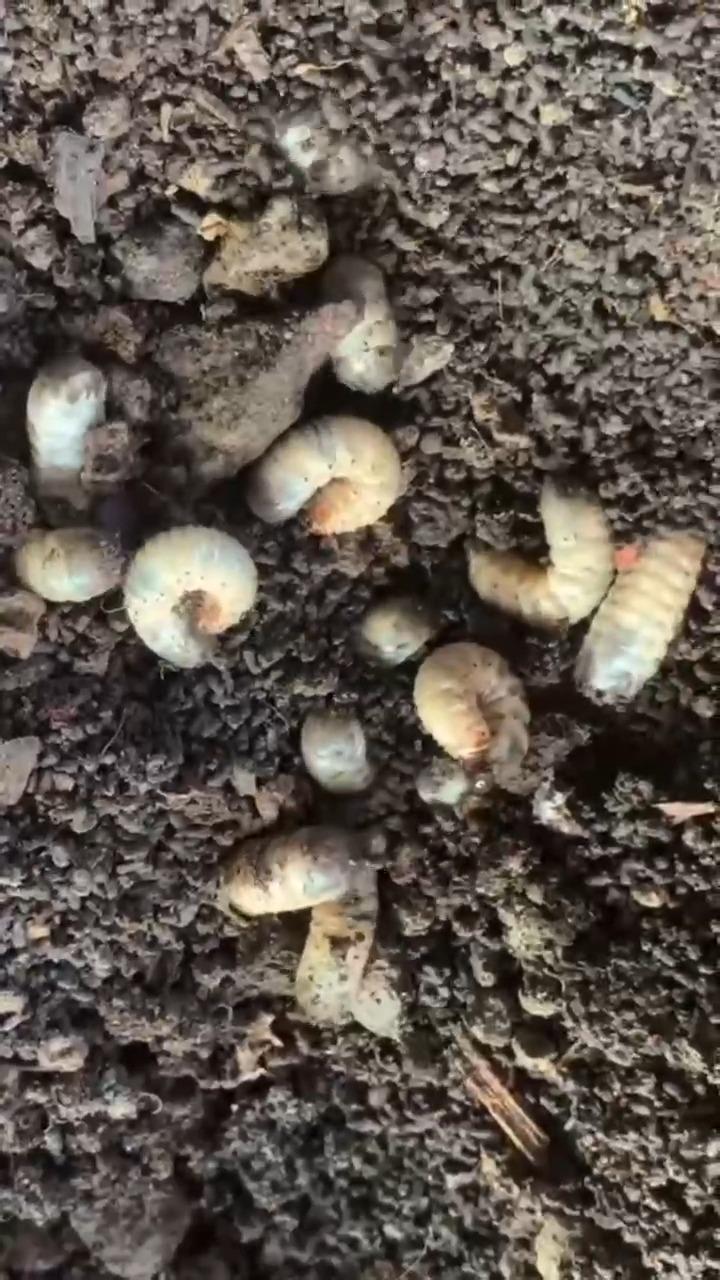 蛴螬的生长中主要有四个阶段卵幼虫蛹成虫