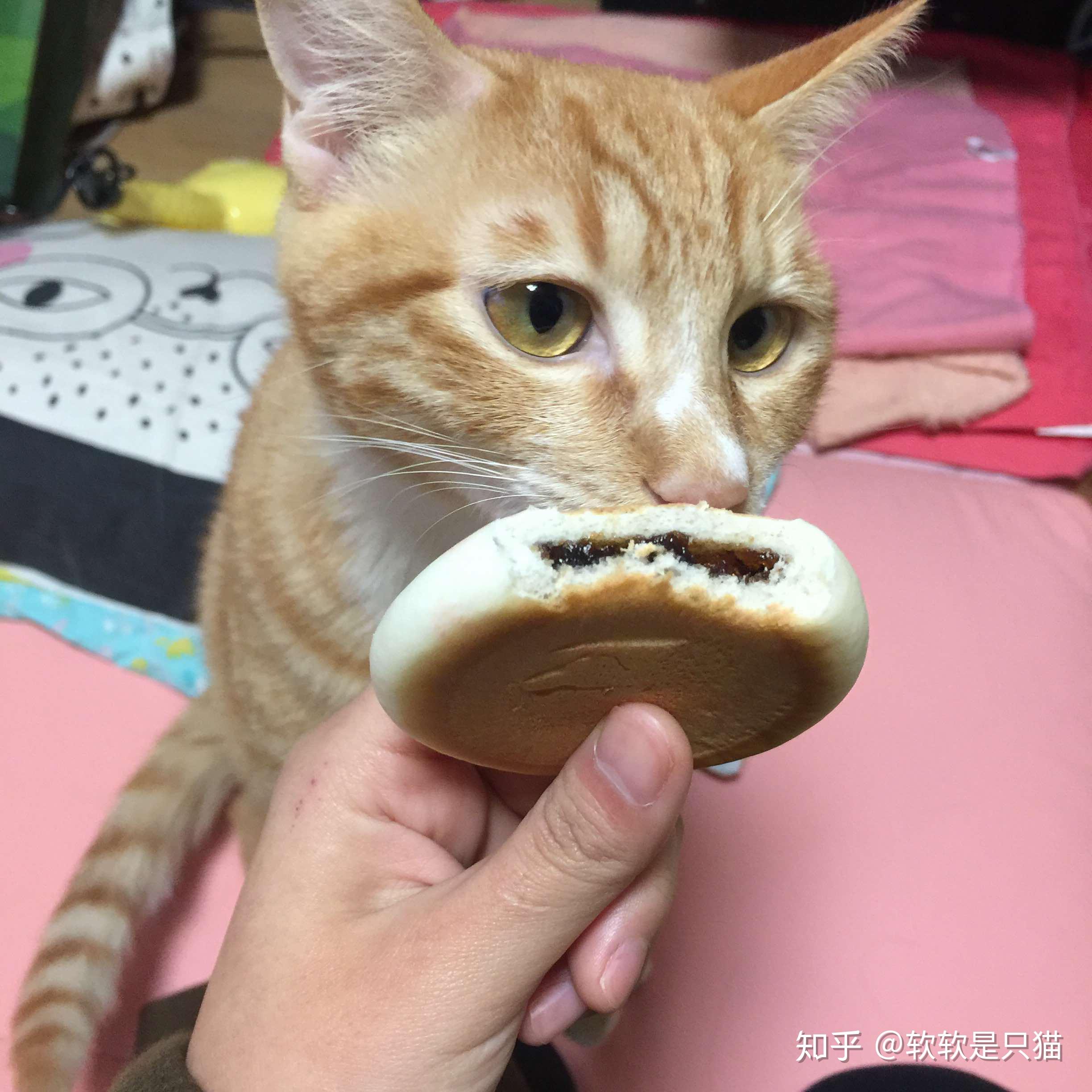 猫能吃面包吗