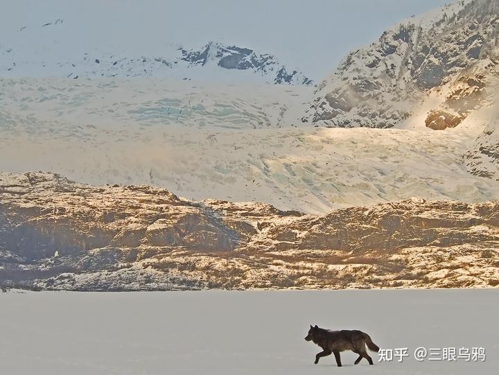 如果将 20 只狼和 500 只鹿放进同一孤岛，最后谁能活下来？
