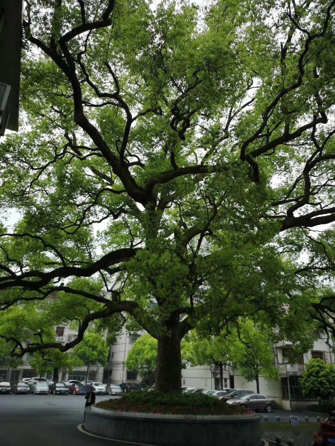 绿化苗木相关常识——植物学 - 知乎