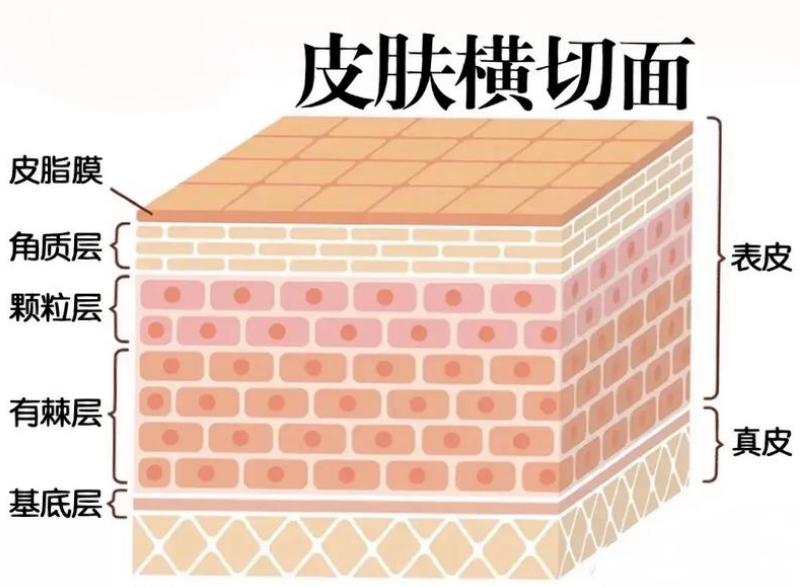 人体皮肤纵切片图解图片