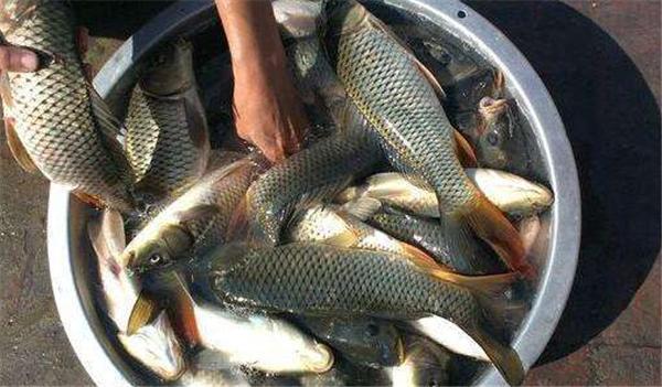 自制混合型酒米钓鲫鱼鲤鱼窝料配方效果杠杠的