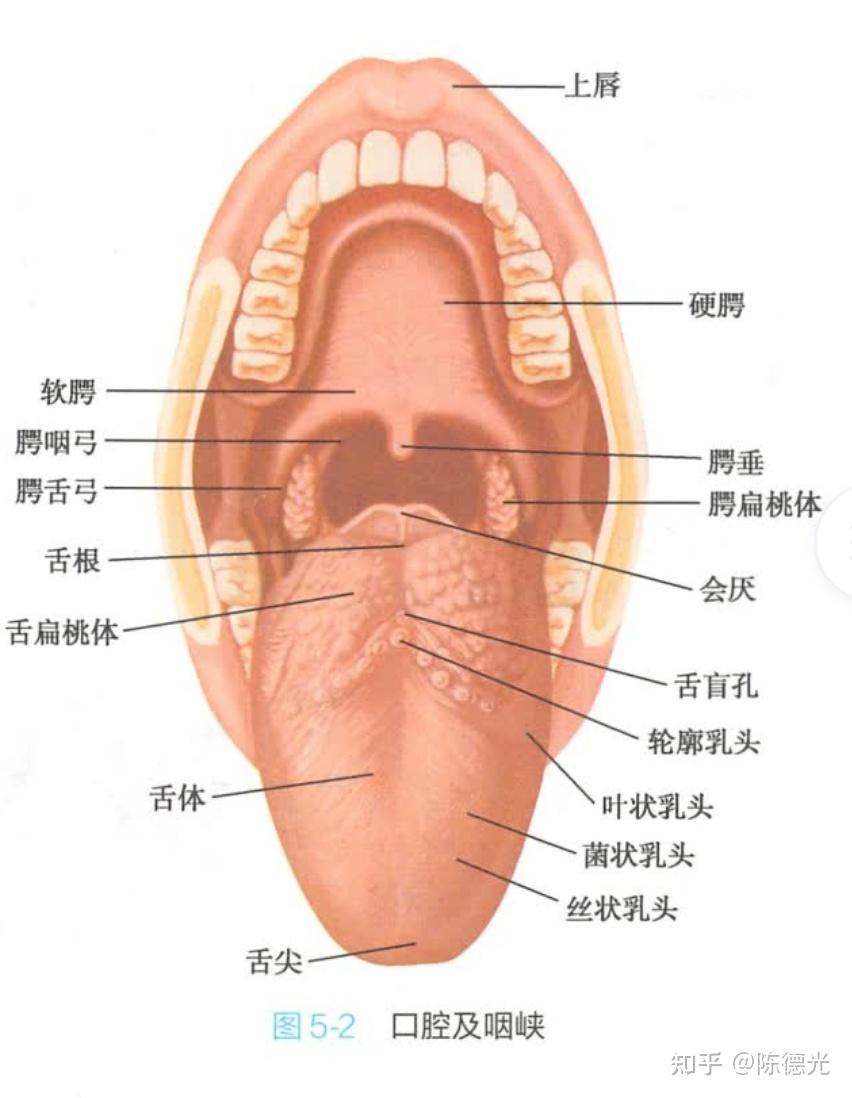 正常会厌图片