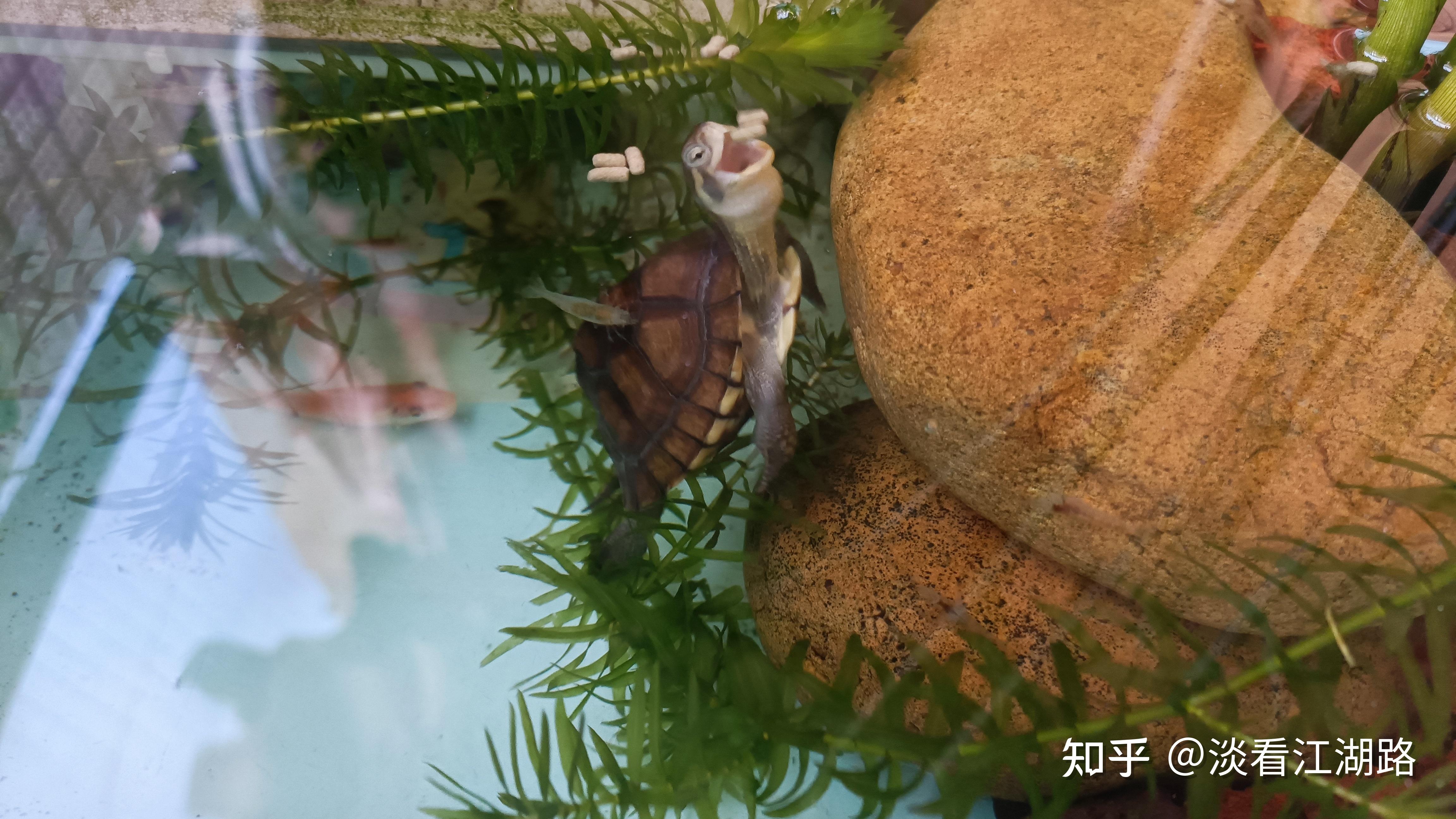 养乌龟要注意什么事项? - 知乎
