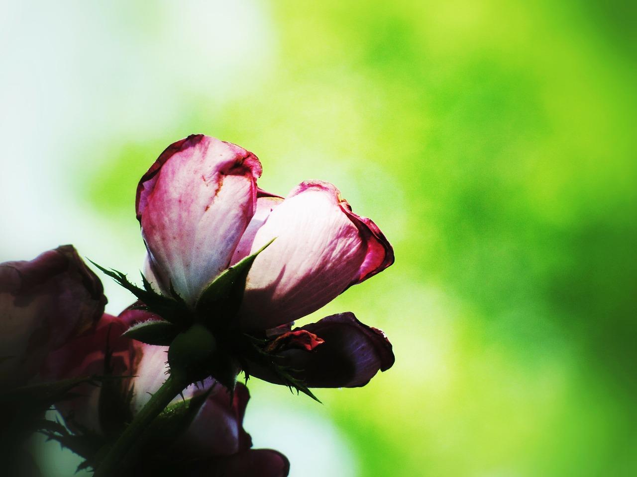 3. 玫瑰颜色搭配