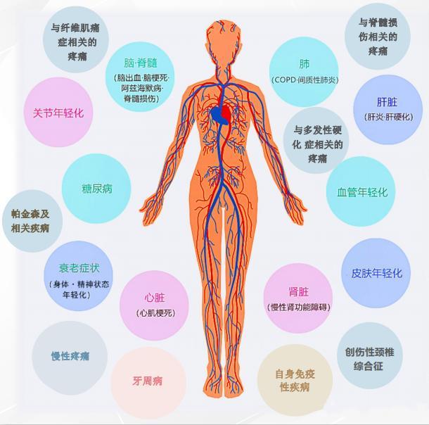 人体八大系统