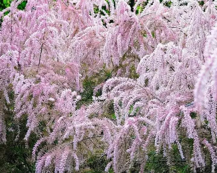 植物百科——那些开起花来惊艳你的树! - 知乎