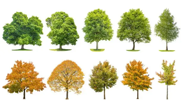 国外期刊投稿:TREES-STRUCTURE AND FUNCTION - 知乎