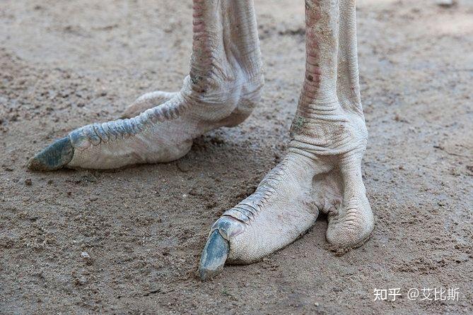 小朋友问为什么非洲鸵鸟只有两个脚指,而其他鸟类都有三到四个脚指?