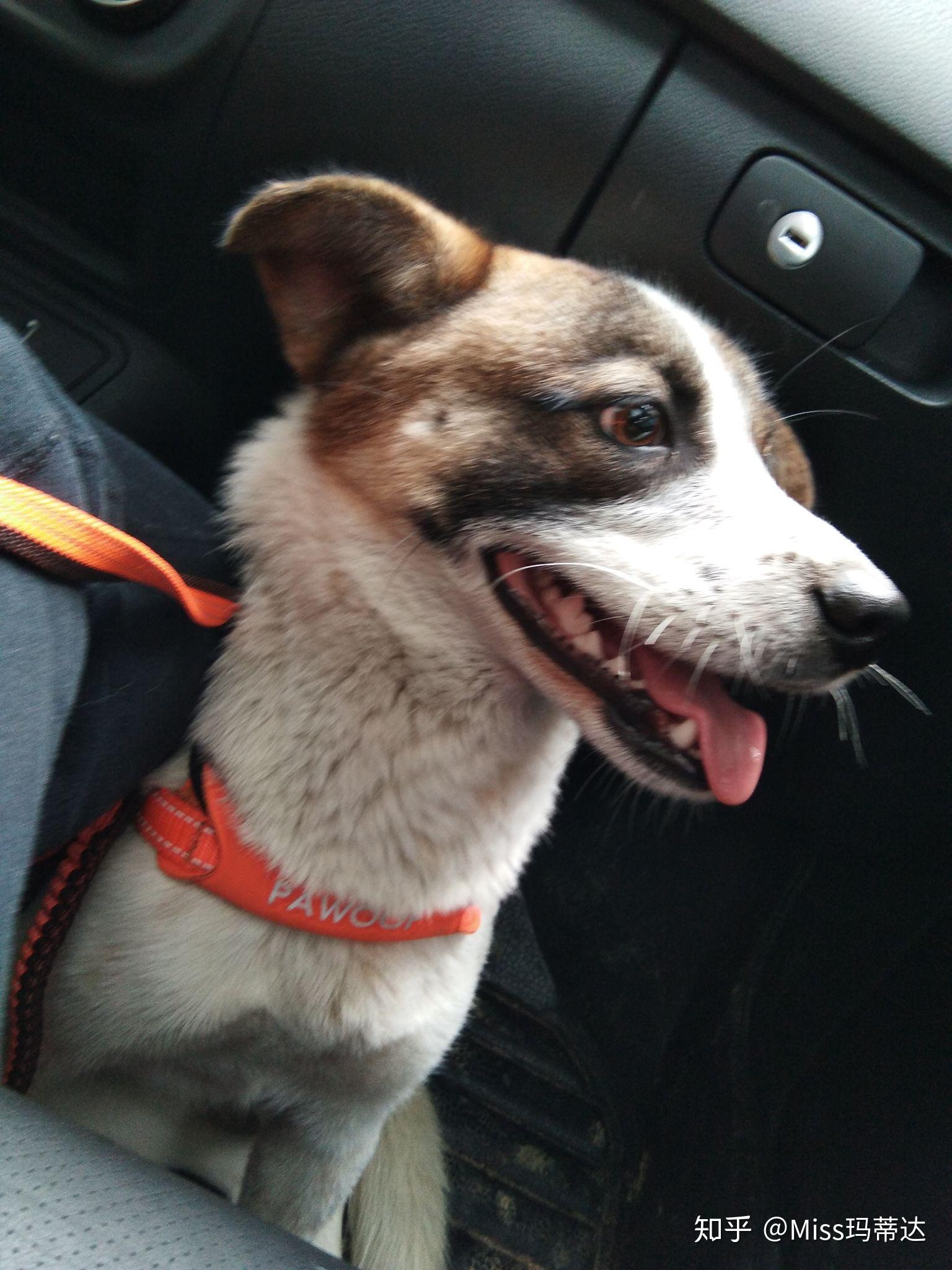 溜土狗的时候怎么避免尴尬