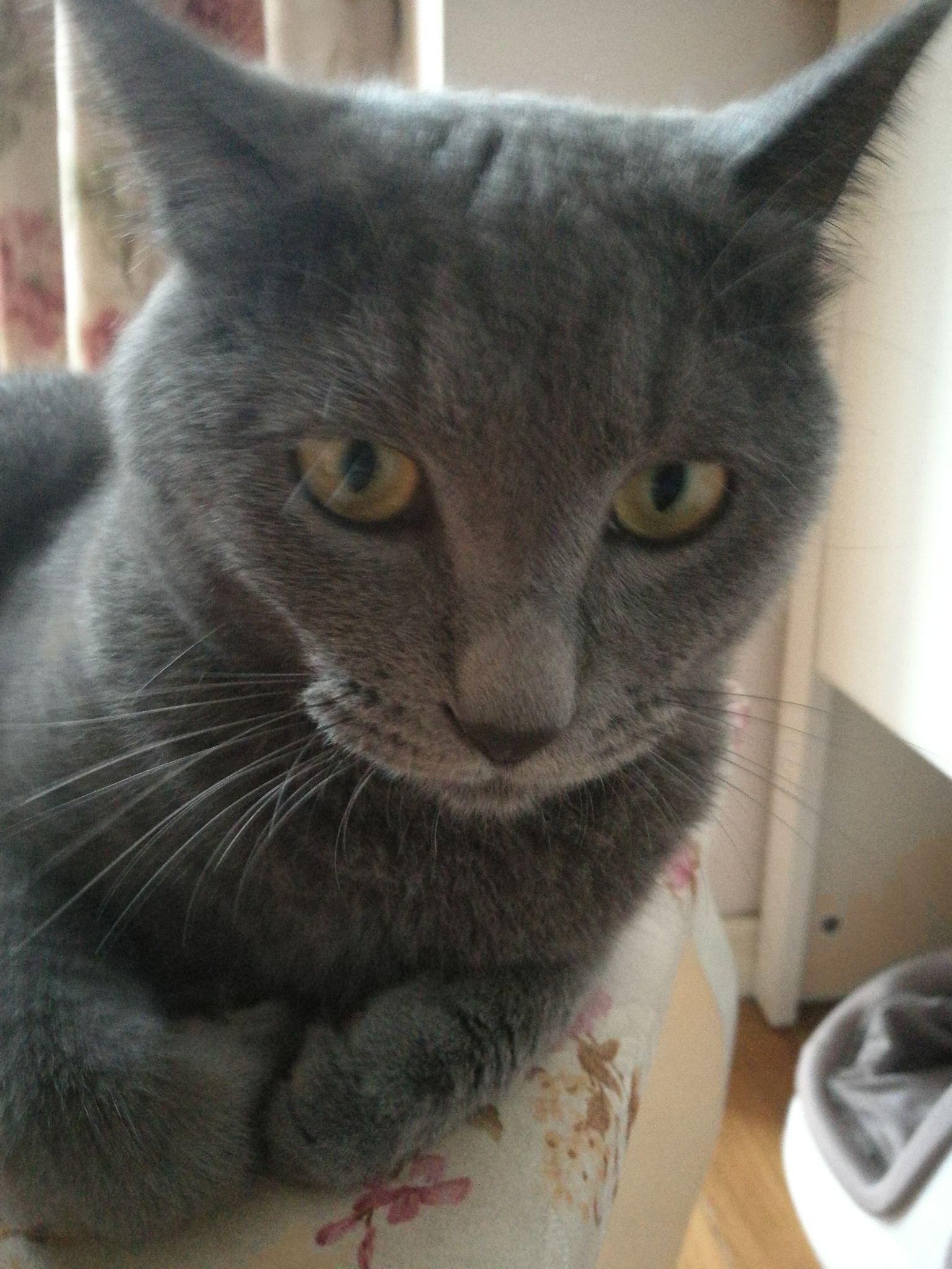 我家尖嘴猴腮的蓝猫,是不是再也没有发腮的可能了?