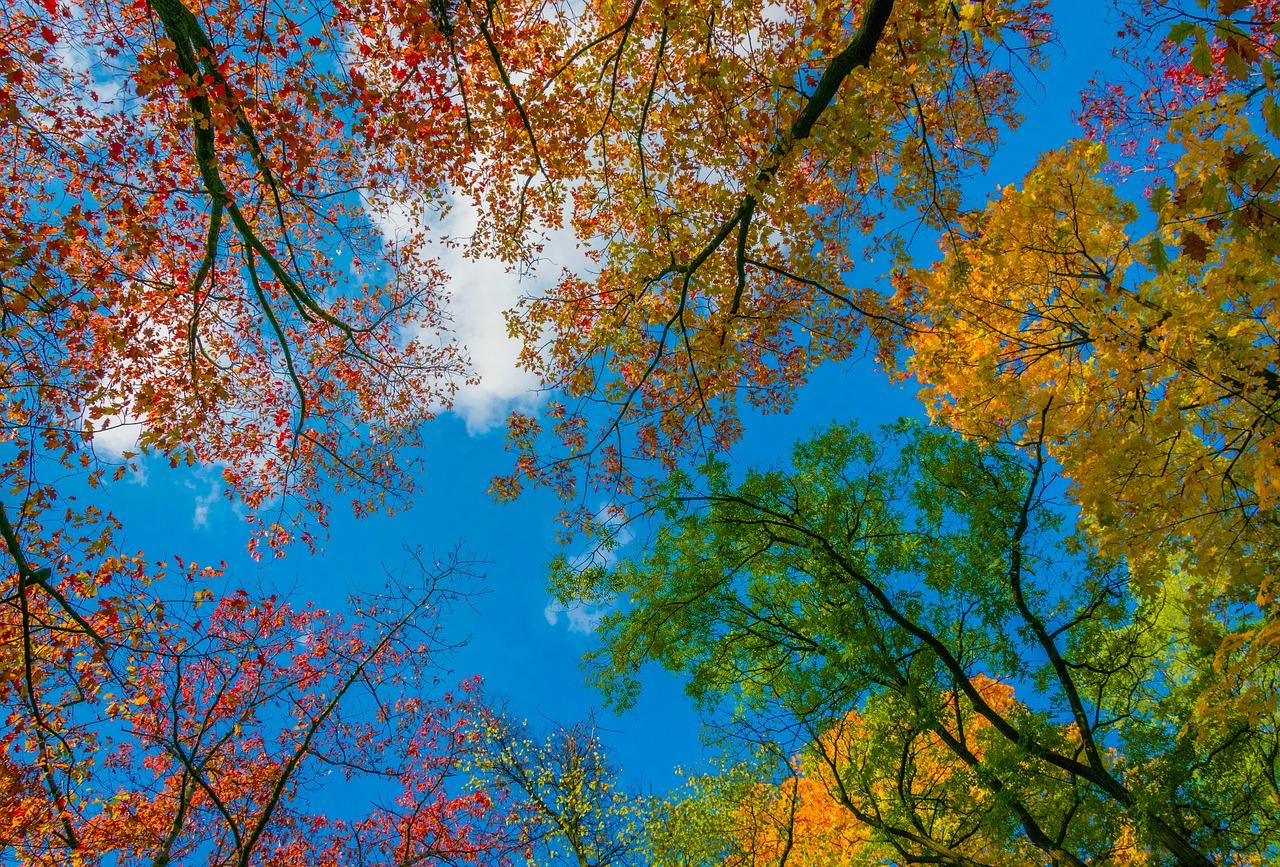 梅花开是什么季节