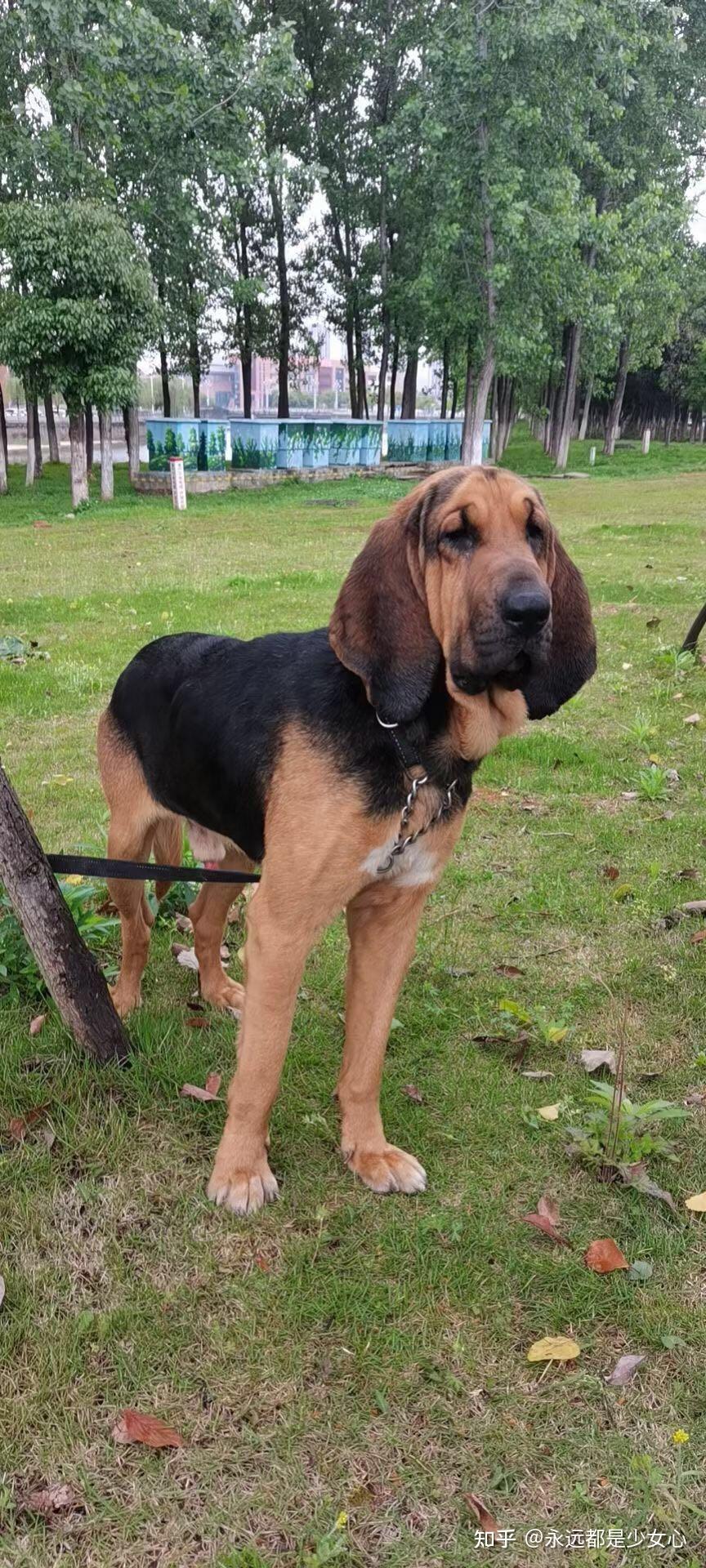 养寻血猎犬是种什么样的体验