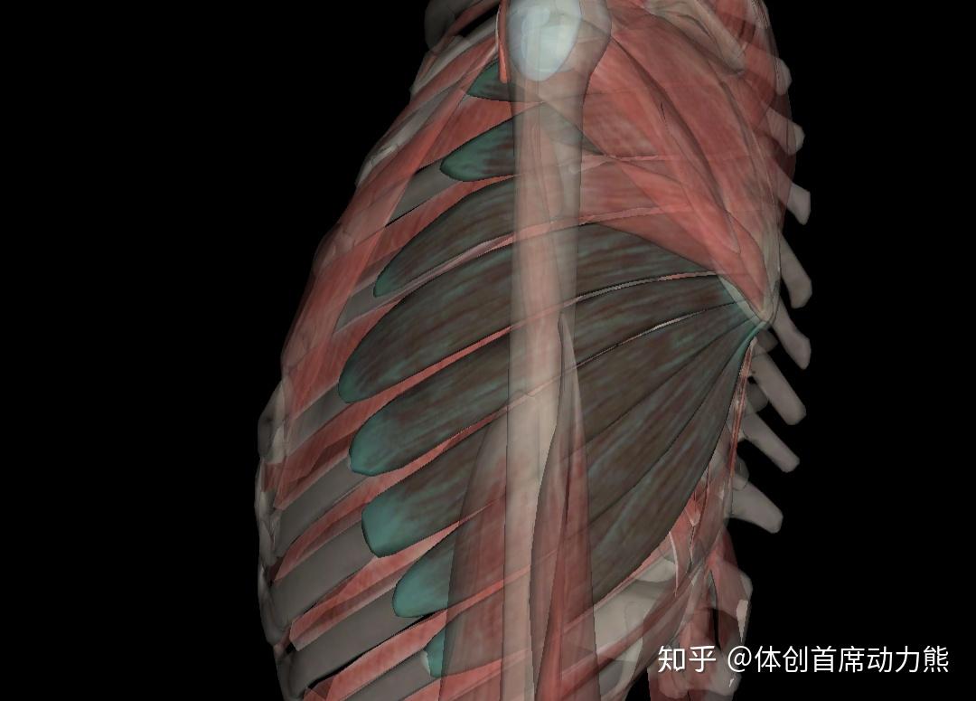 三角肌前束是不是跟前锯肌是连着的啊？ - 知乎