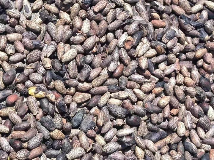 走进青刺果油的世界:植物奥秘与提取创新 - 知乎