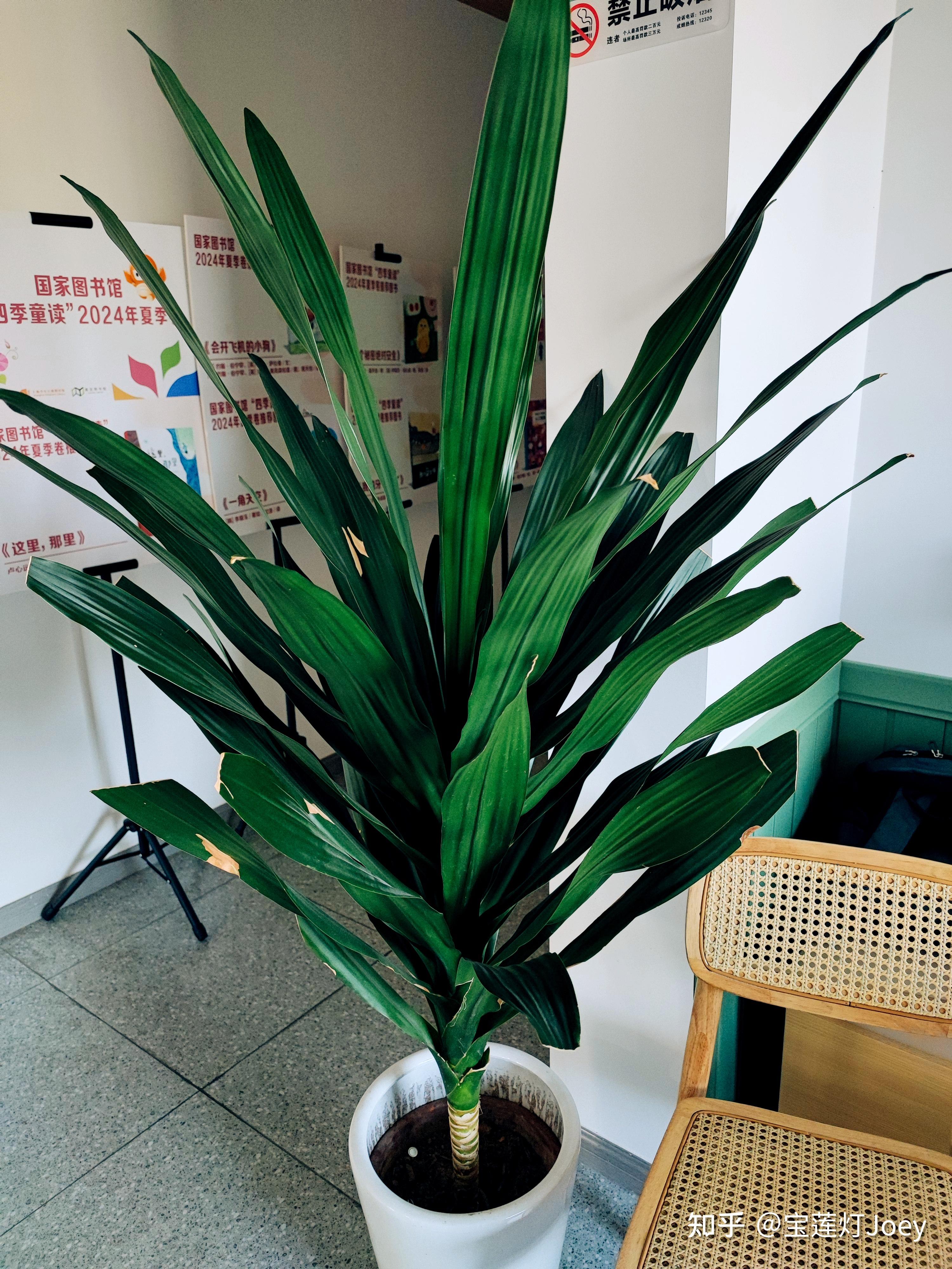 3-7:桃源派广场,变色木室内过冬,迷你口袋公园先睹为快,龙血树搬入