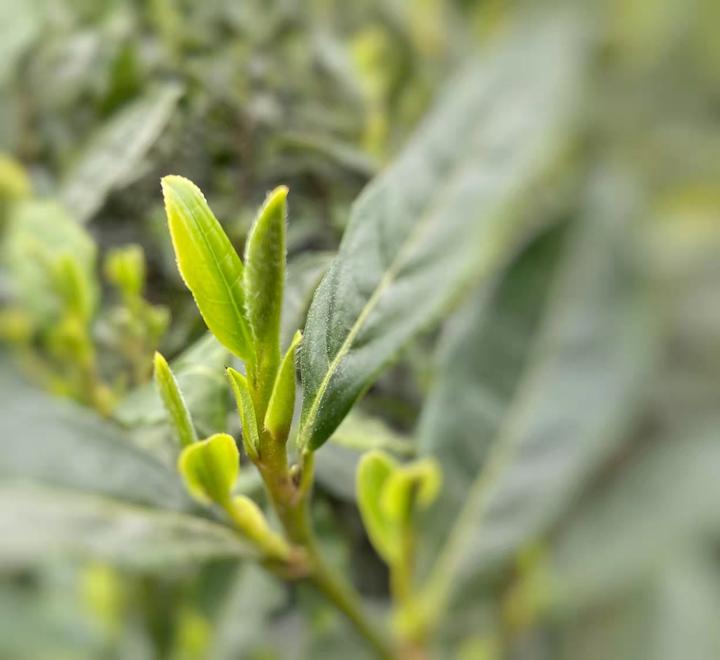 雀舌到底是哪里的茶叶?莲心、旗枪、鹰爪又是什么? - 知乎
