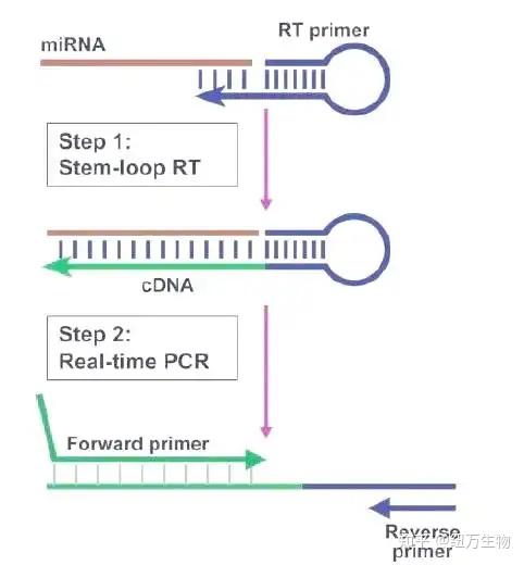 PCR和QPCR到底哪里不一样?一篇了解核心区别与应用方向 - 知乎