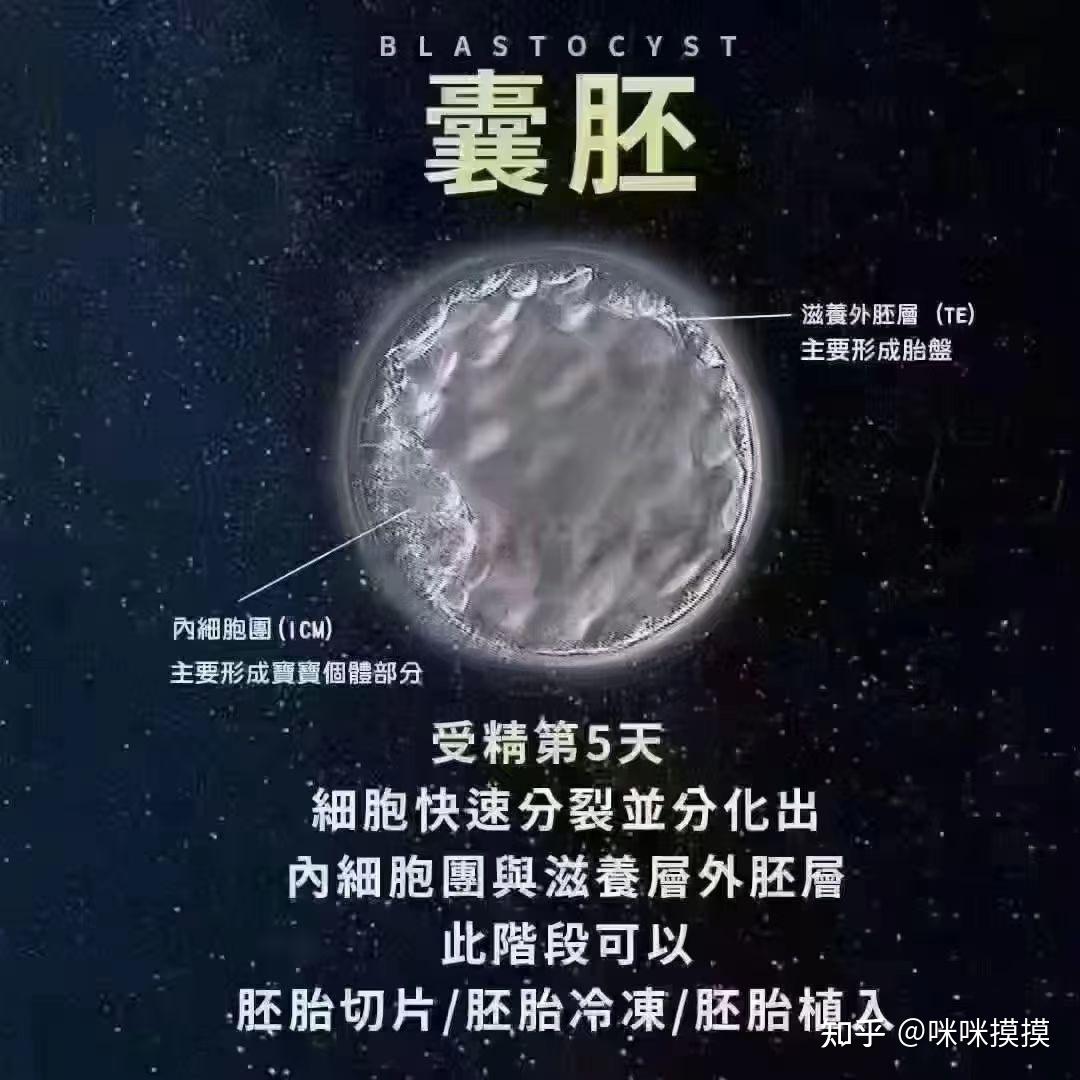 一分钟带你看懂 | 胚胎发育过程与等级! - 知乎