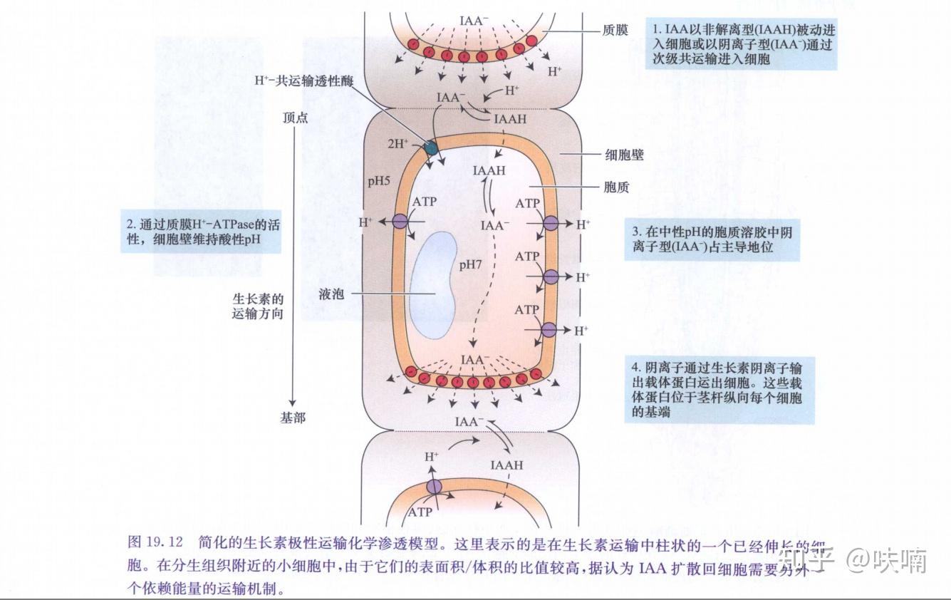 生长素为什么是主动运输