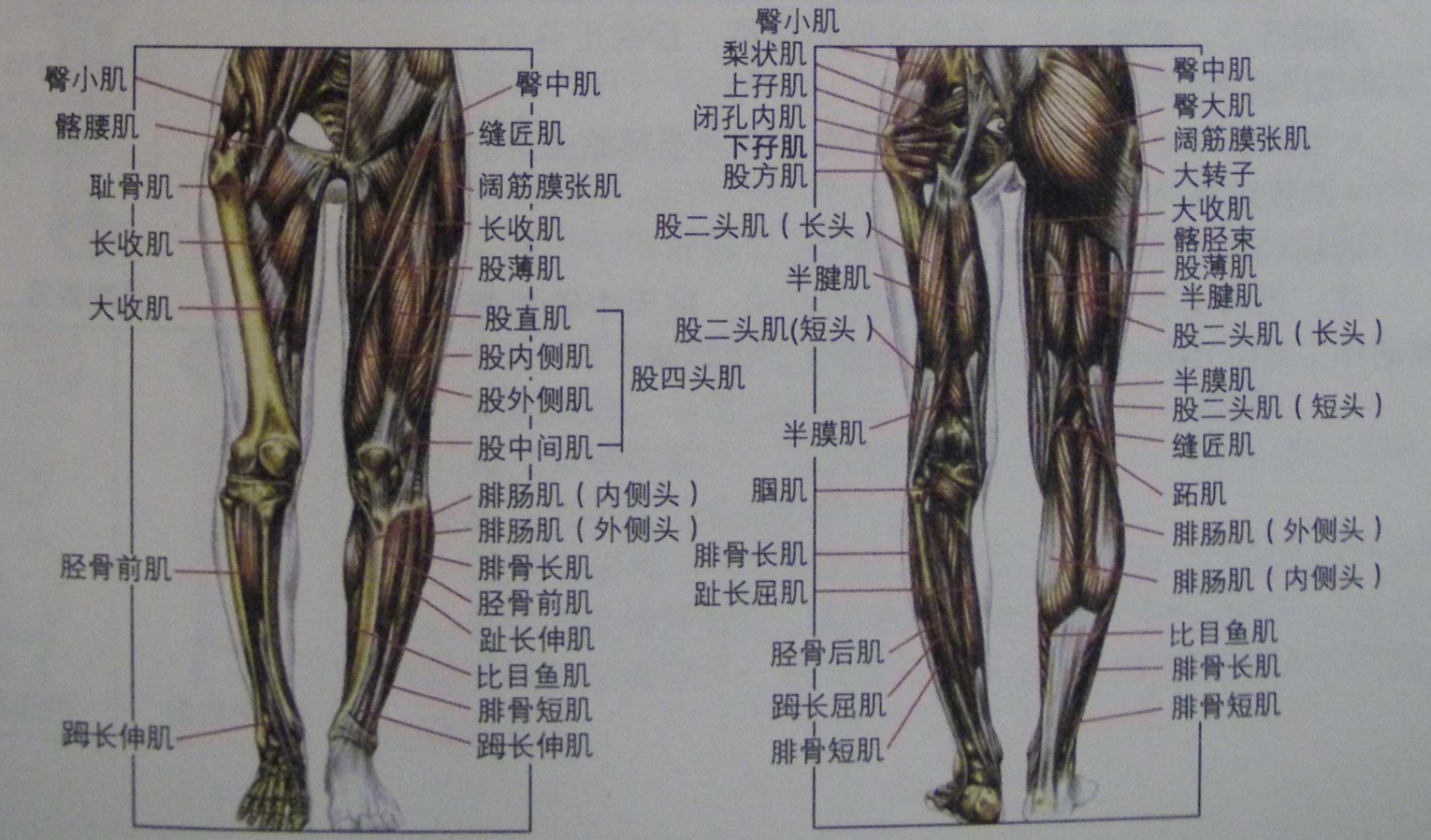 腿部的各个部位详细图图片